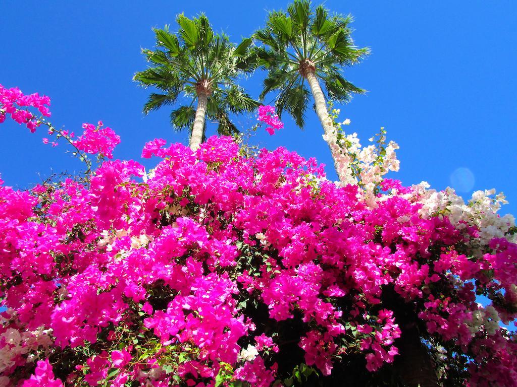 Apartamentos El Capricho Maspalomas  Ngoại thất bức ảnh